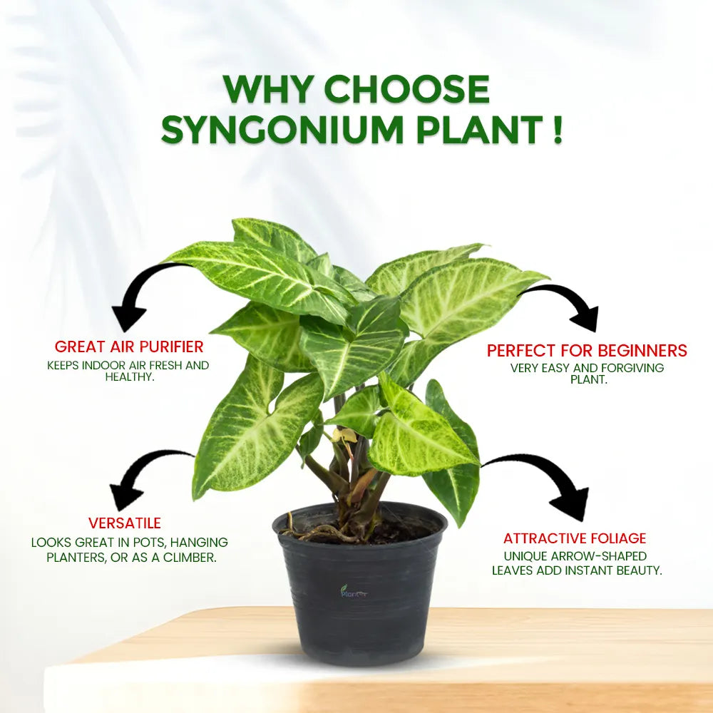 Syngonium – Versatile Low Maintenance Indoor Air Purifying Plant