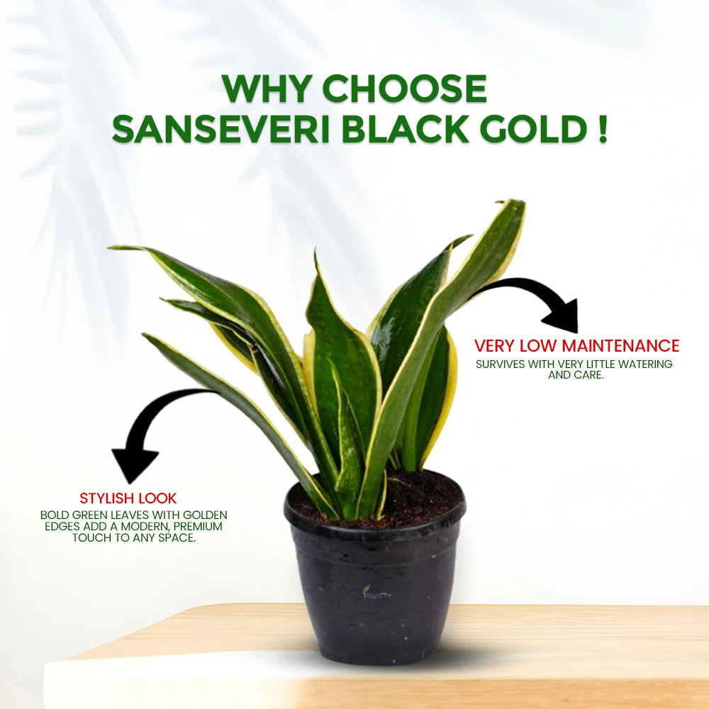 Sansevieria ‘Black Gold’ – Stylish Indoor Air Purifying Low Maintenance Plant