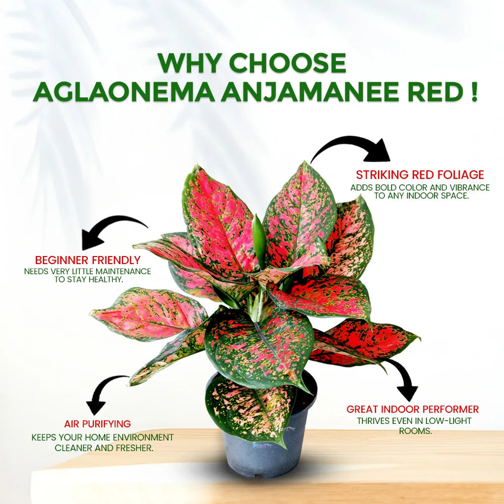 Aglaonema Anjamanee Red – Indoor Low Maintenance Air Purifying Plant