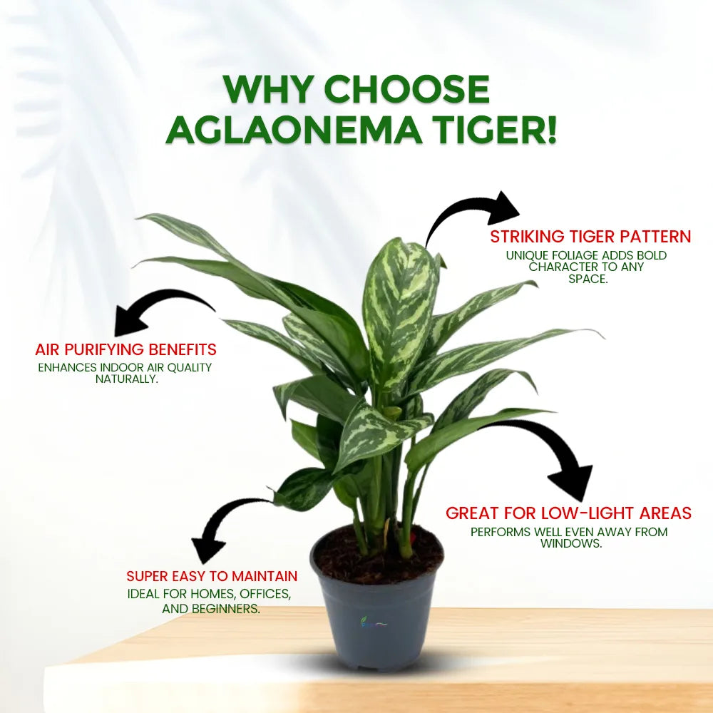 Aglaonema Tiger – Stylish Low Maintenance Indoor Air Purifying Plant