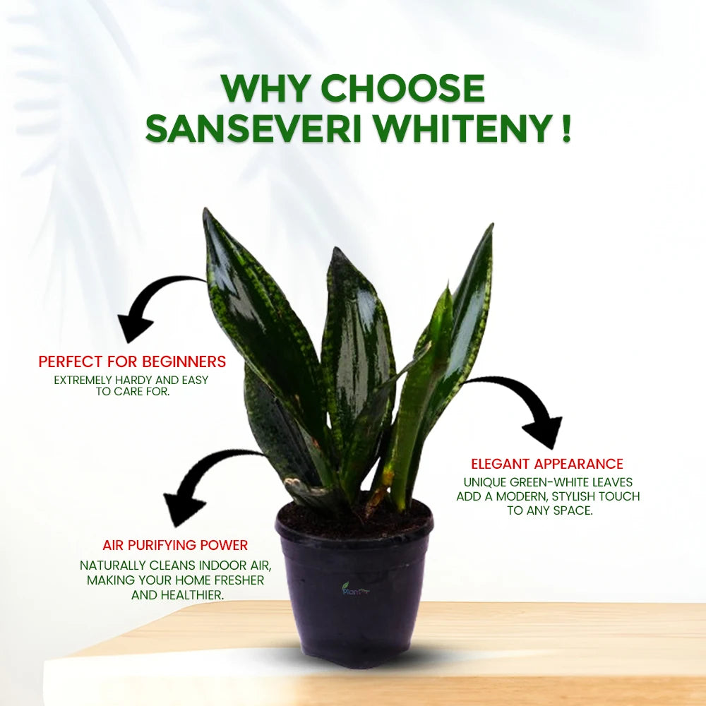 Snake Plant ‘Whitney’ – Elegant Indoor Air Purifying Low Maintenance Plant