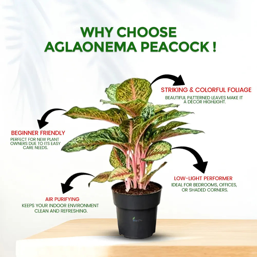 Aglaonema Peacock – Indoor Low Maintenance Air Purifying Plant