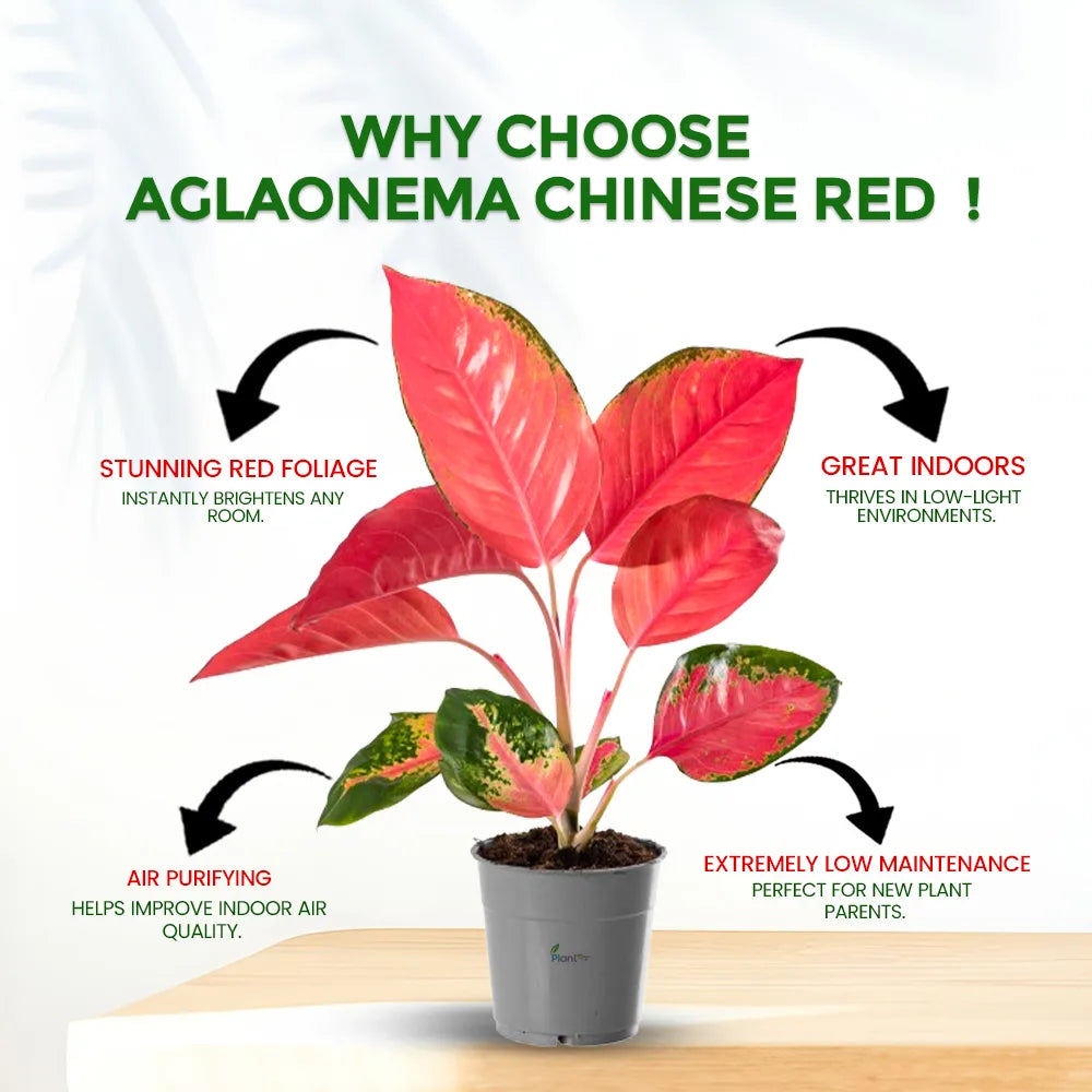 Grafted Adenium in 5" Grow Pot – Beautiful Flowering Desert Rose Plant