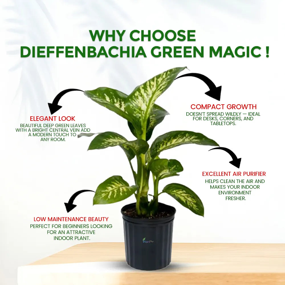 Dieffenbachia Green Magic – Elegant Low Maintenance Indoor Air Purifying Plant