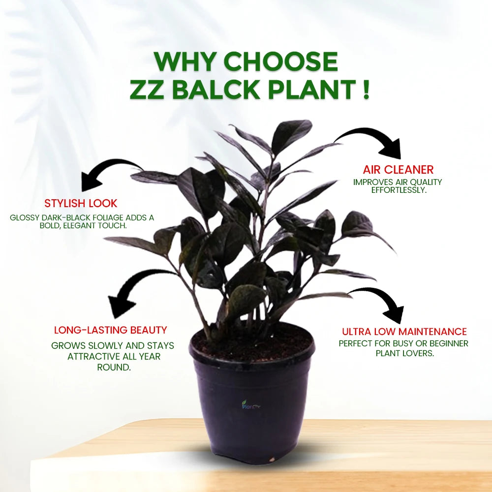 Zamioculcas Zamiifolia ‘Raven’ – Striking Black ZZ Plant for Modern Indoor Spaces