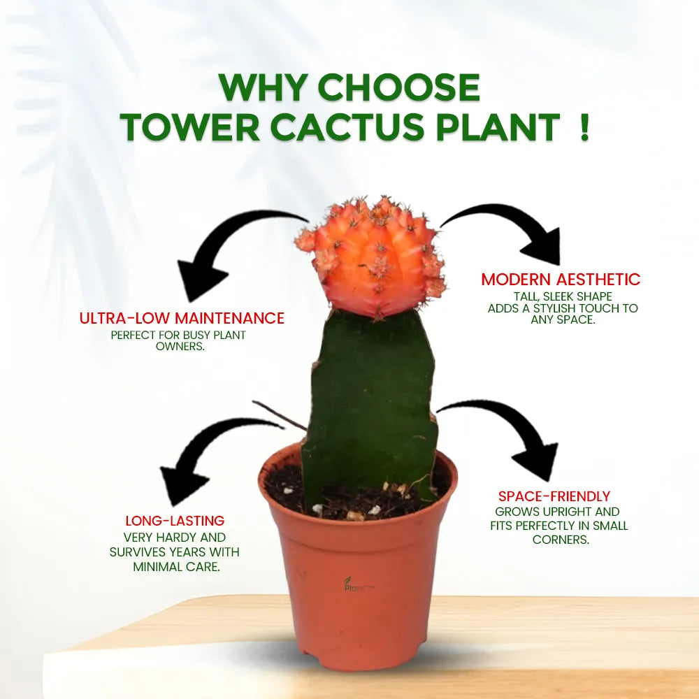 Tower Cactus – Low-Maintenance Outdoor Succulent Plant