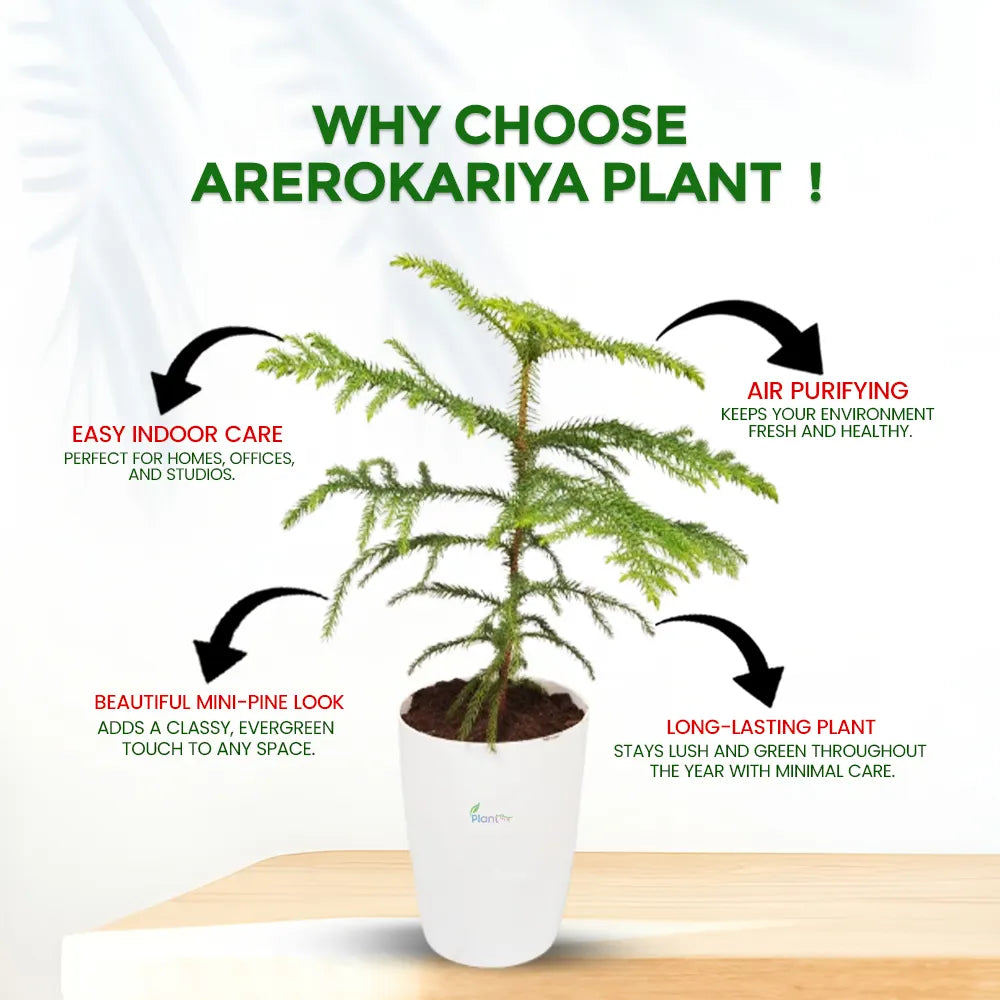 Arerokariya (Araucaria) – Outdoor Decorative Plant