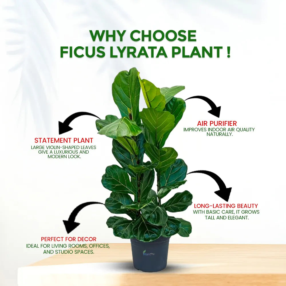 Ficus Lyrata – Premium Indoor Decorative Air Purifying Plant
