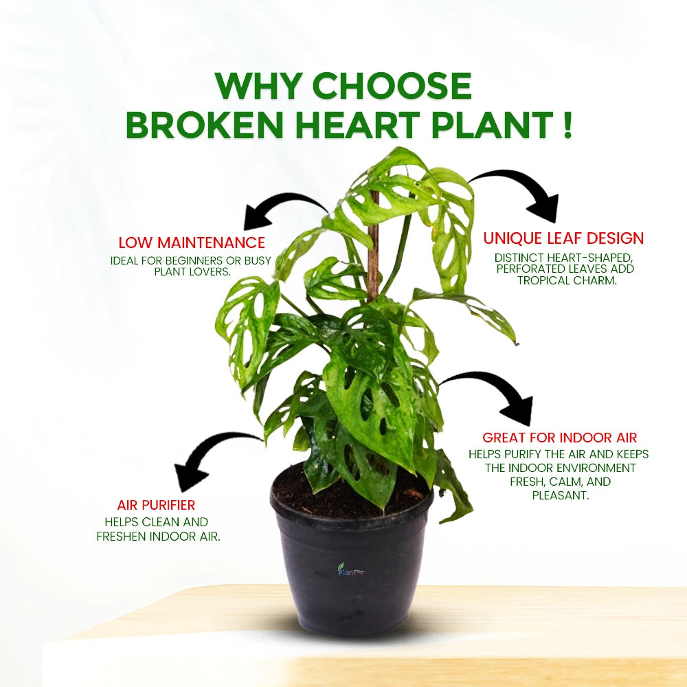 Broken Heart Plant (Hoya Kerrii) – Symbol of Love & Luck | Easy-Care Indoor Plant