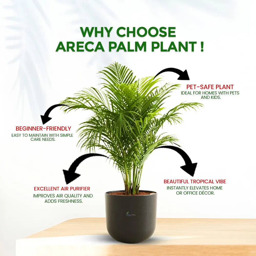 Areca Palm – Elegant Indoor Air Purifying Plant