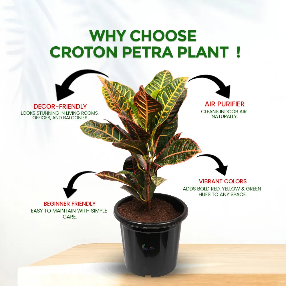 Croton Petra Plant – Colorful Outdoor & Semi-Indoor Foliage Plant