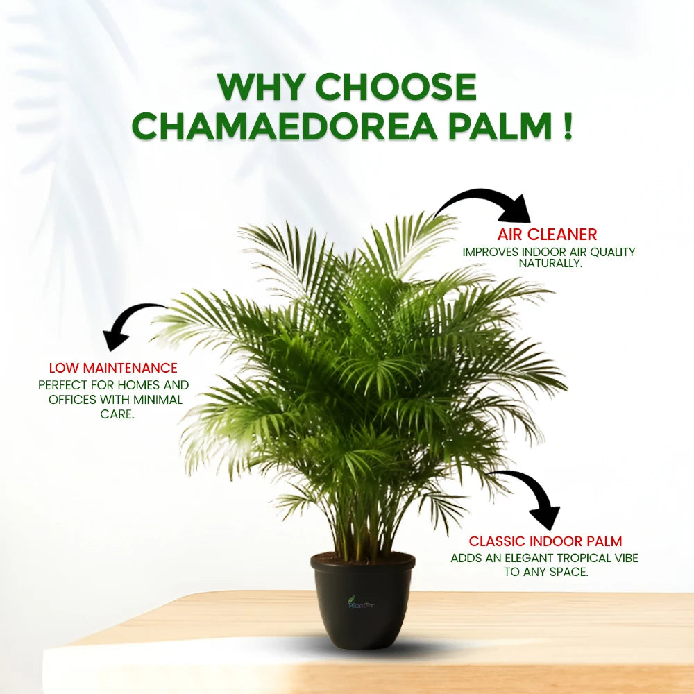 Chamaedorea Palm Plant – Elegant Indoor Air-Purifying Plant