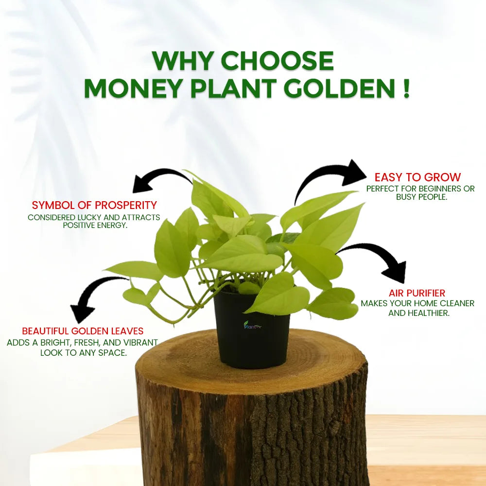 Money Plant Golden – Indoor Air Purifying Low Maintenance Plant