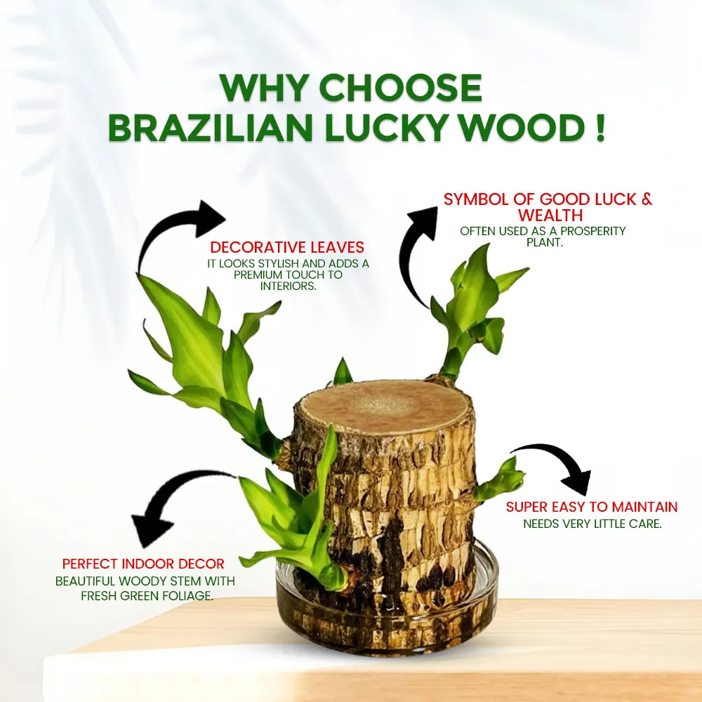 Brazilian Lucky Wood – Semi Indoor Low Maintenance Air Purifying Plant