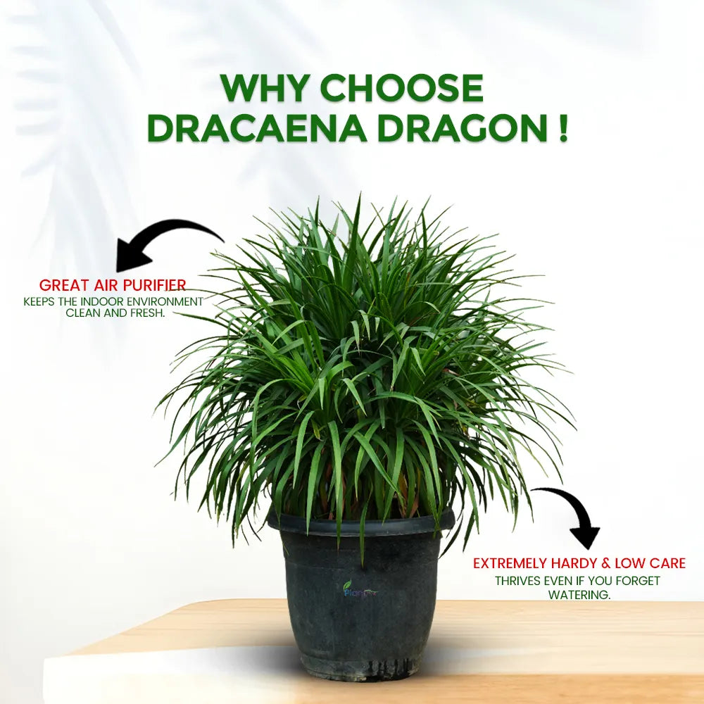 Dracaena Dragon Plant – Stylish Low-Maintenance Indoor & Semi-Outdoor Plant