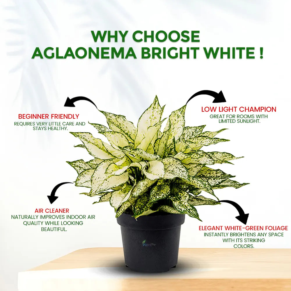 Aglaonema Bright White – Low Maintenance Indoor Air Purifying Plant