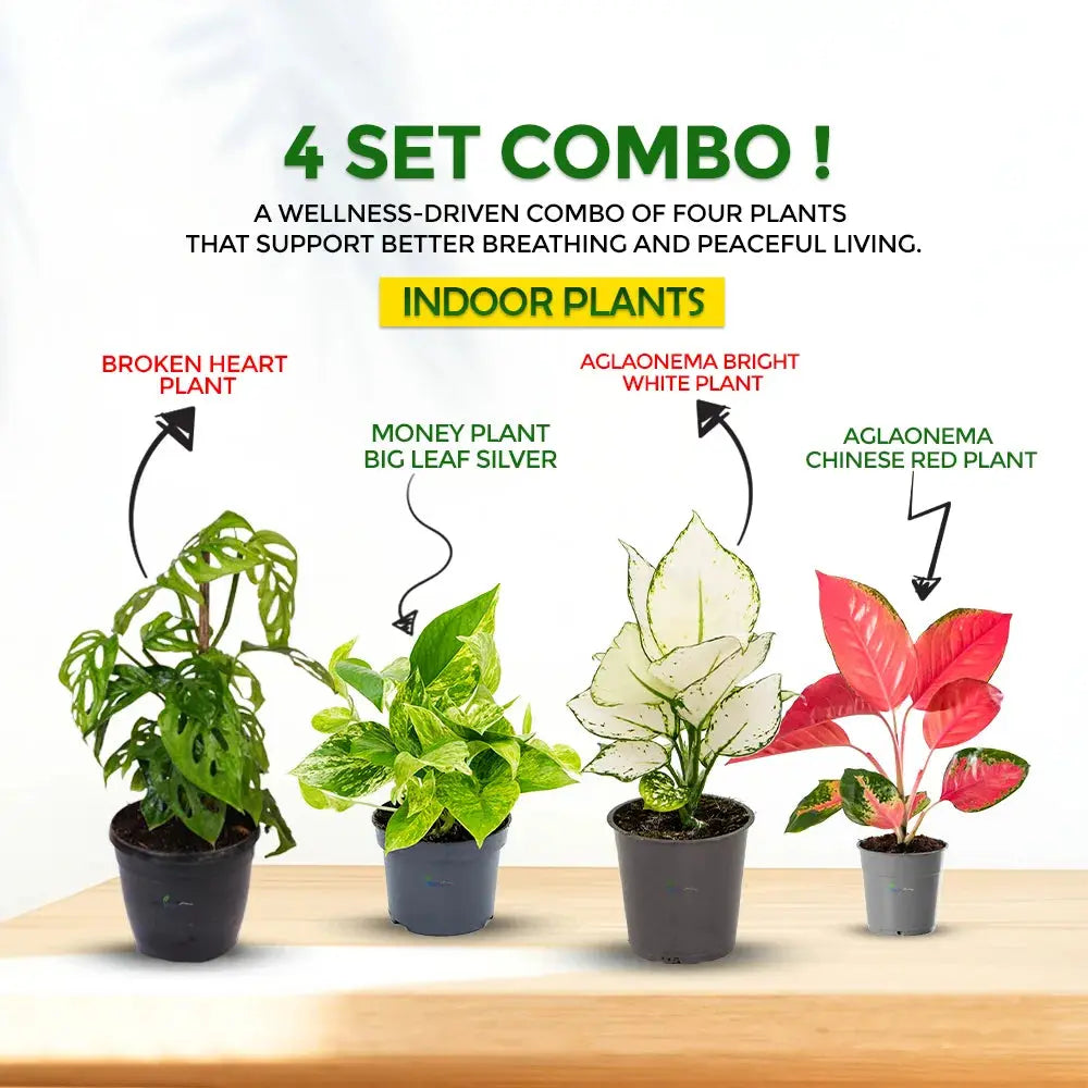 4 Set Combo Indoor Plants – Air Purifying & Low Maintenance Houseplants Plantmitra