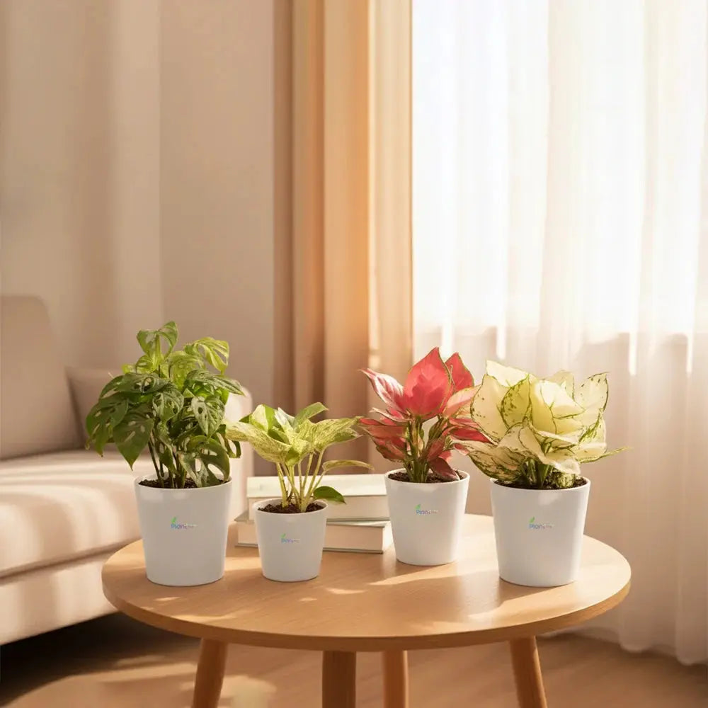4 Set Combo Indoor Plants – Air Purifying & Low Maintenance Houseplants Plantmitra