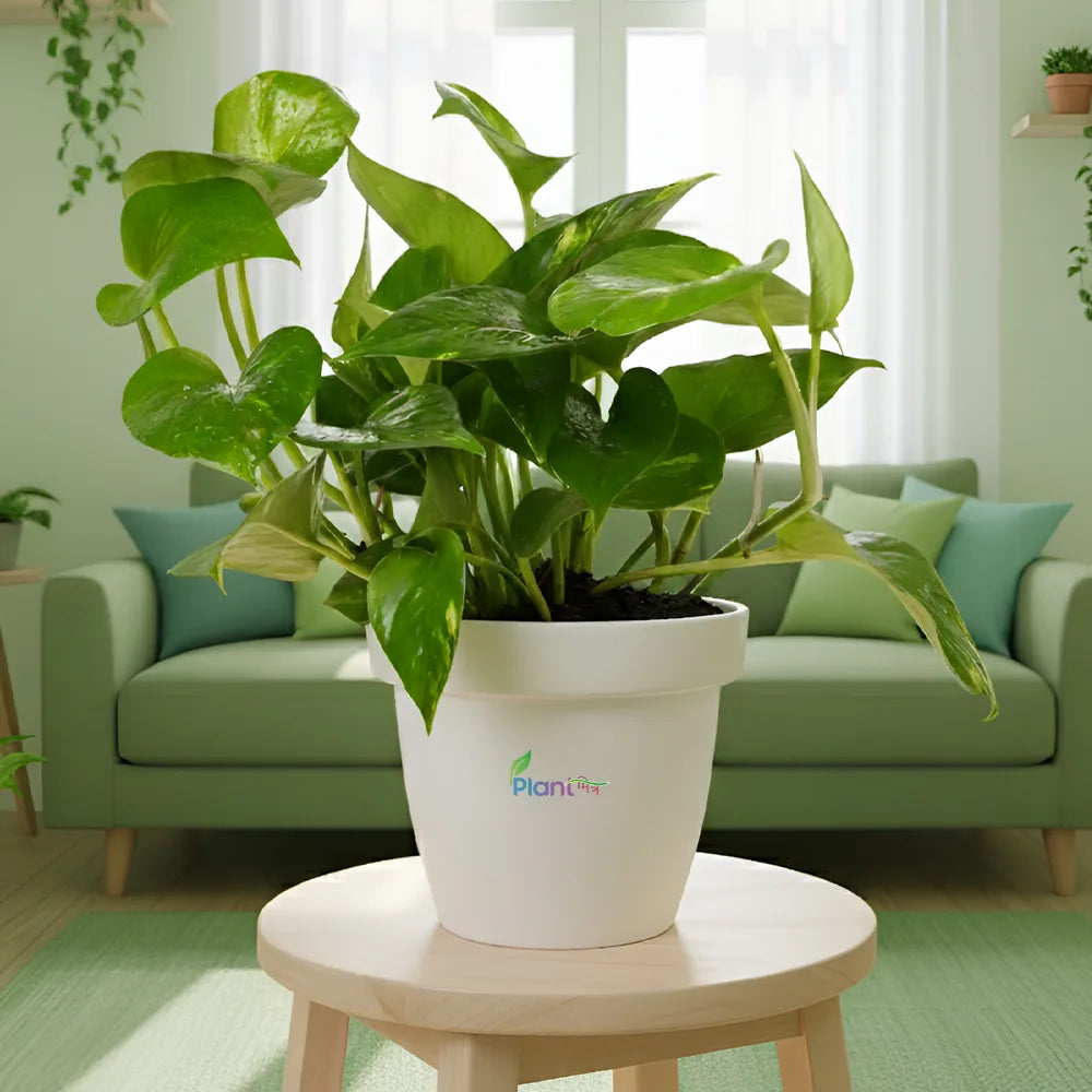 Money Plant Green – Indoor Low Maintenance Air Purifying Plant