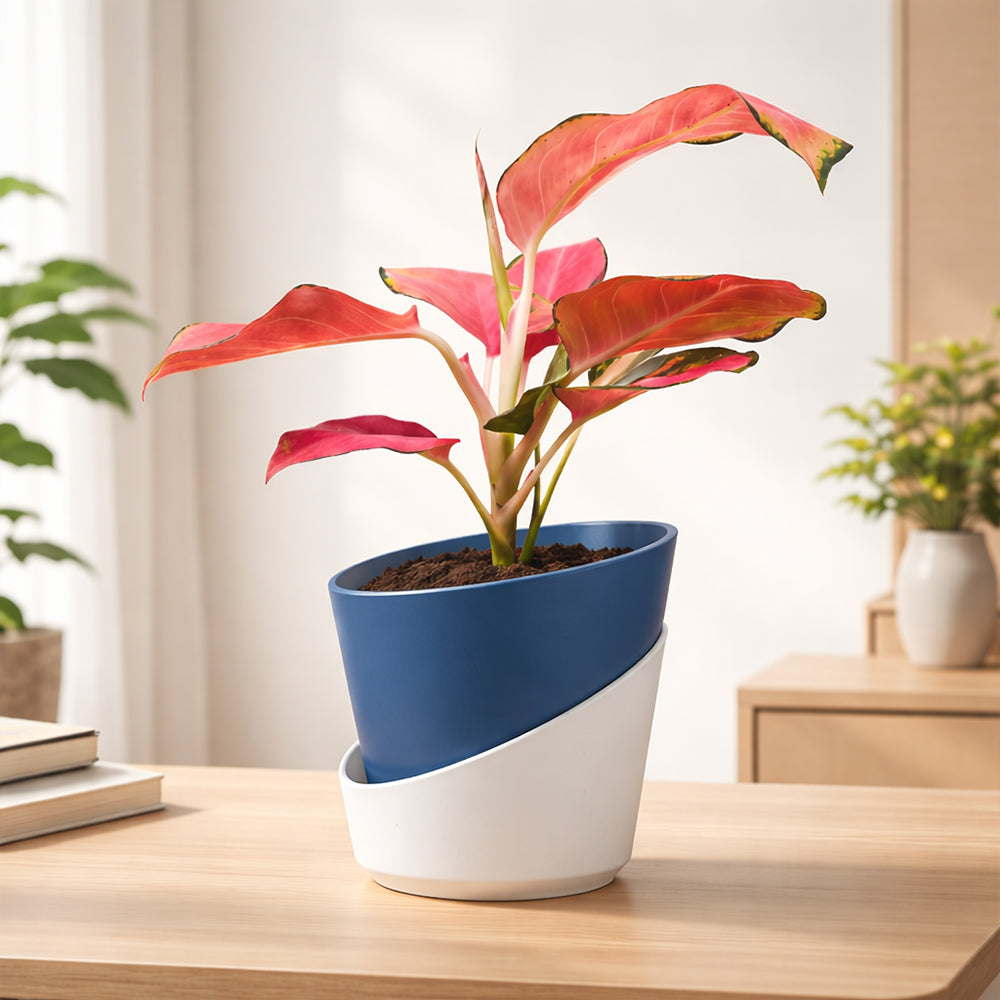 Aglaonema Red Desire – Bold Low Maintenance Indoor Air Purifying Plant Plantmitra