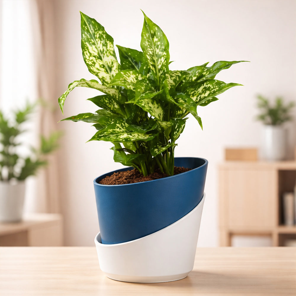 Aglaonema Snow White – Elegant Low Maintenance Indoor Air Purifying Plant Plantmitra