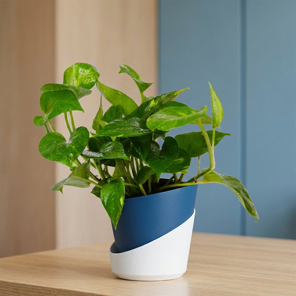 Money Plant Green – Indoor Low Maintenance Air Purifying Plant Plantmitra