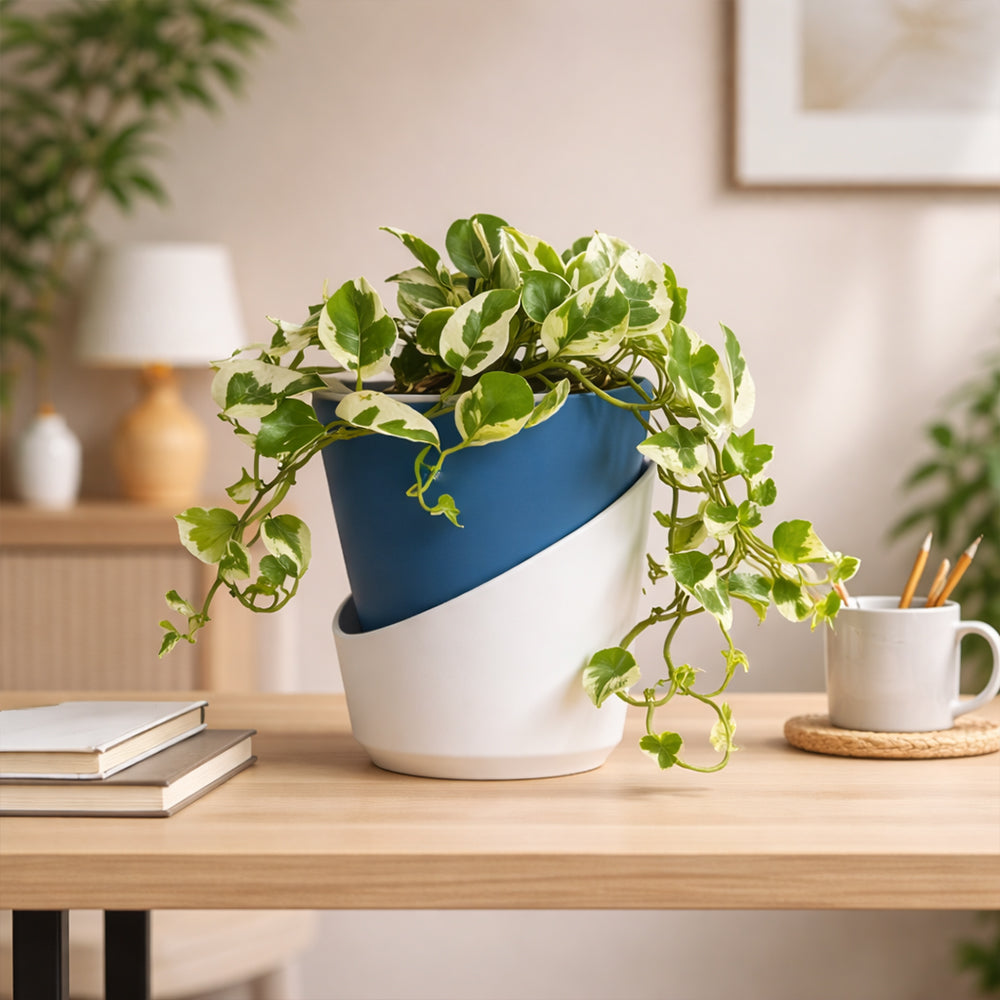 Money Plant ‘N’Joy’ – Decorative Low Maintenance Indoor Air Purifying Plant Plantmitra