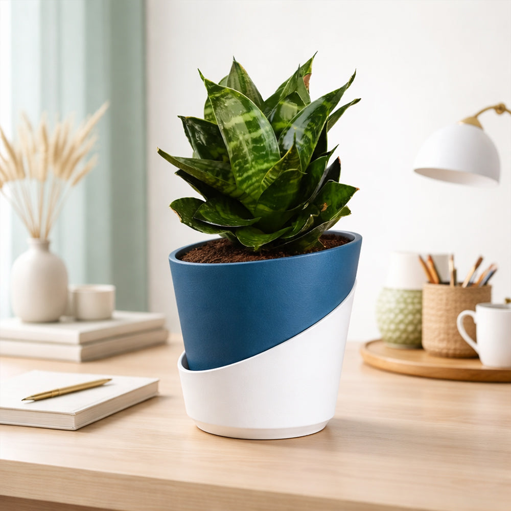 Sansevieria ‘Hahnii Marginata’ – Compact Indoor Low Maintenance Air Purifying Plant Plantmitra