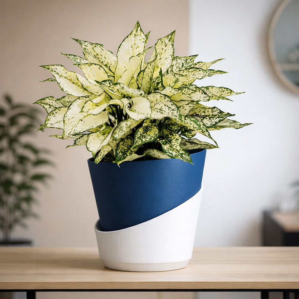 Aglaonema Bright White – Low Maintenance Indoor Air Purifying Plant Plantmitra