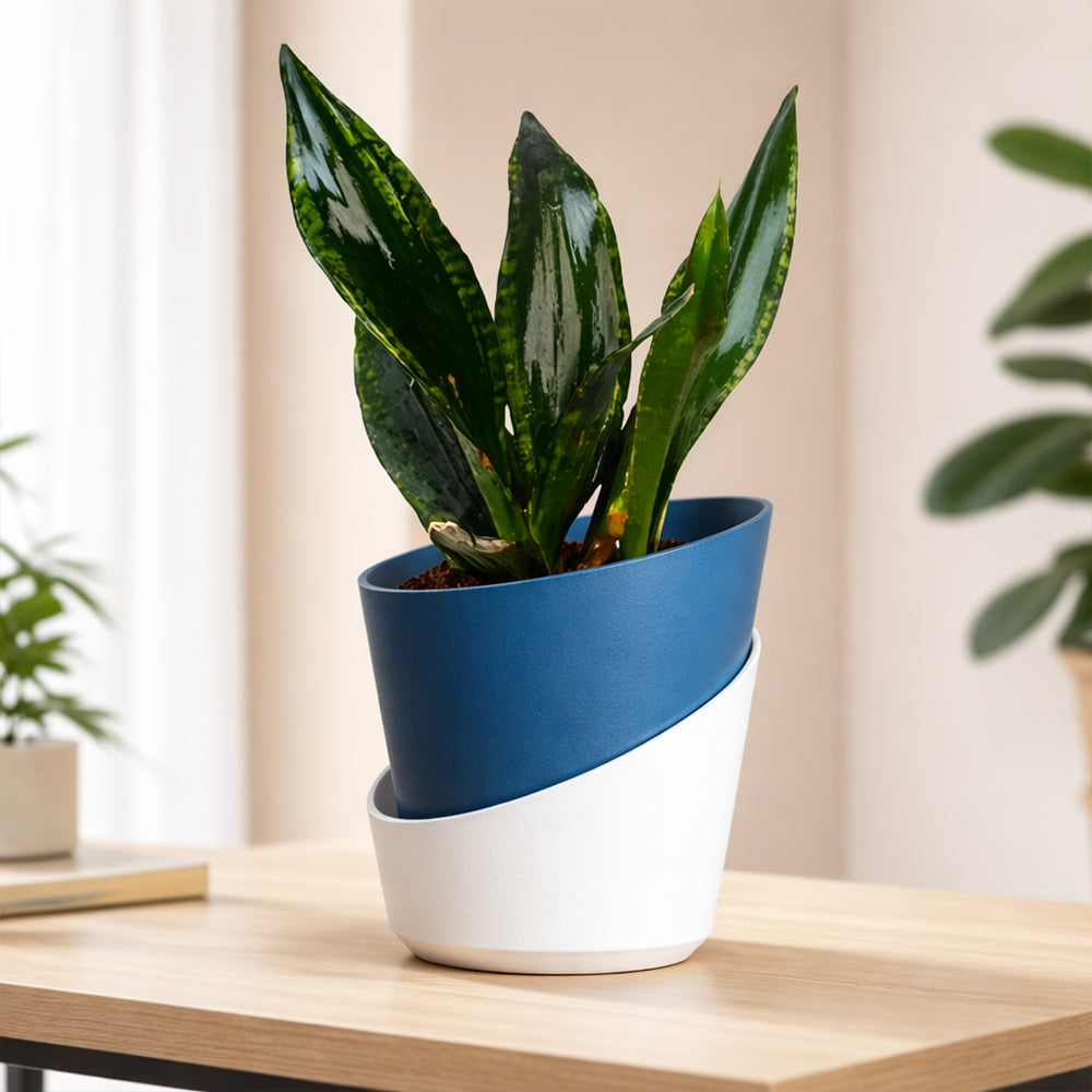 Snake Plant ‘Whitney’ – Elegant Indoor Air Purifying Low Maintenance Plant Plantmitra
