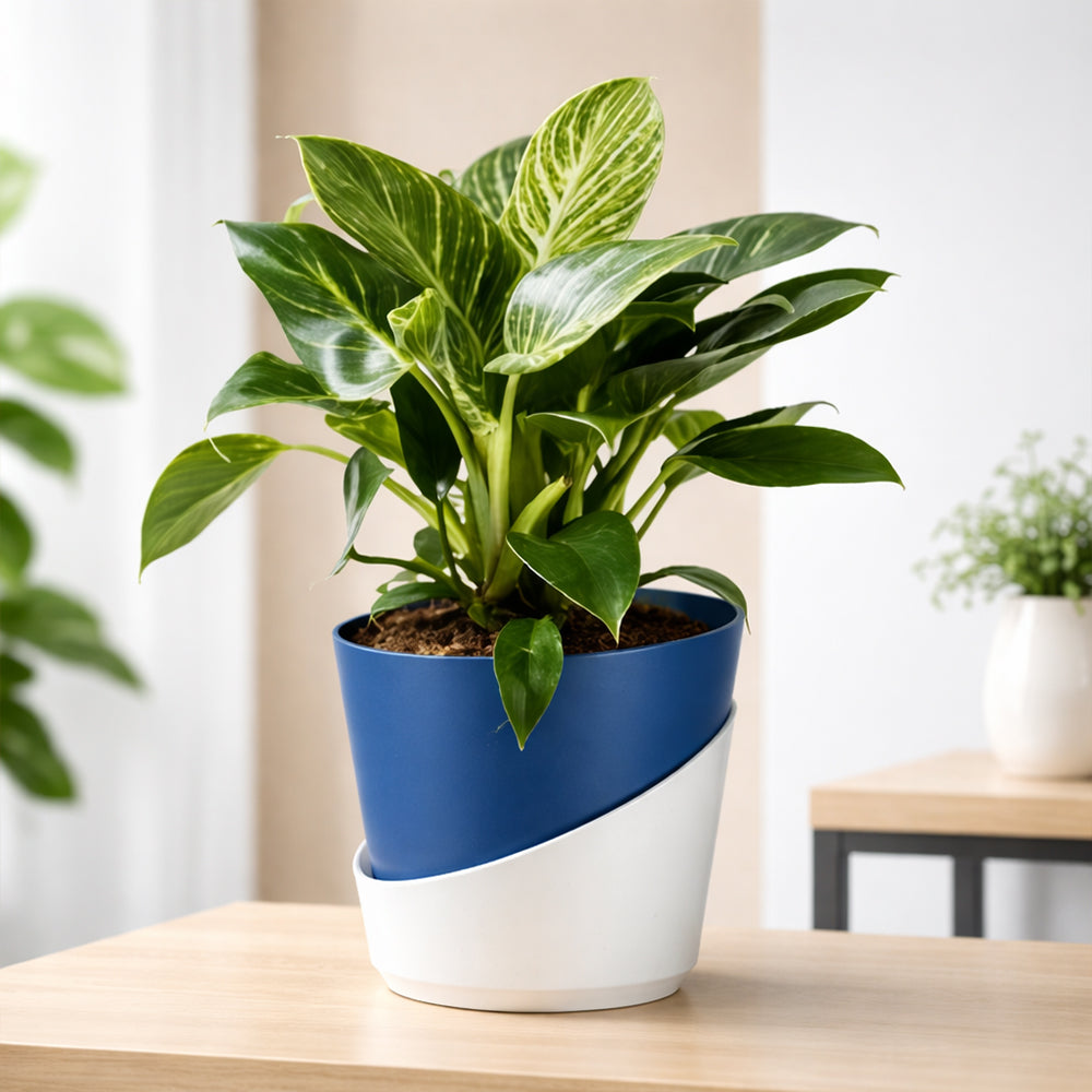 Philodendron Birkin – Stylish Indoor Low Maintenance Air Purifying Plant Plantmitra