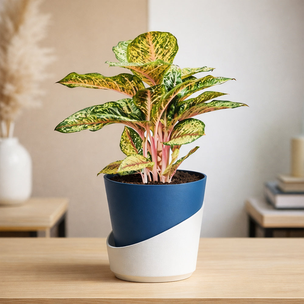Aglaonema Peacock – Indoor Low Maintenance Air Purifying Plant Plantmitra