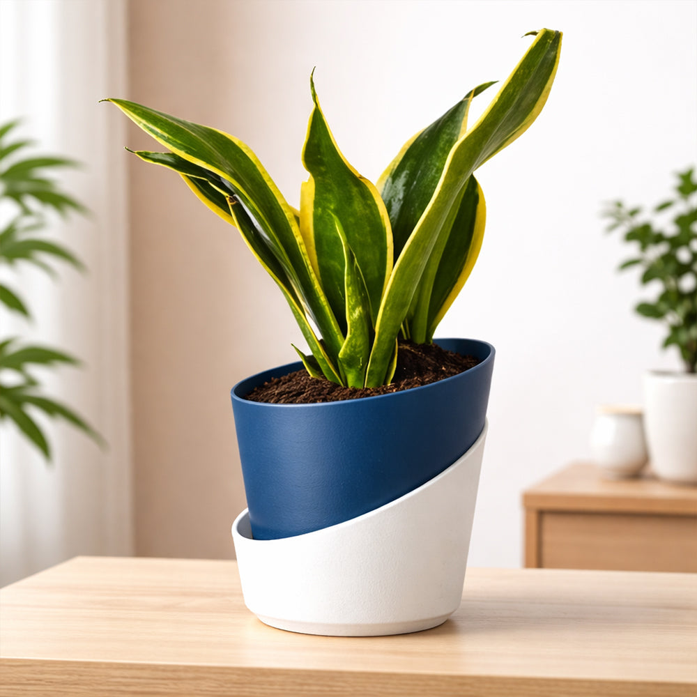 Sansevieria ‘Black Gold’ – Stylish Indoor Air Purifying Low Maintenance Plant Plantmitra