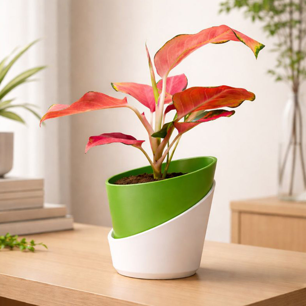 Aglaonema Red Desire – Bold Low Maintenance Indoor Air Purifying Plant Plantmitra