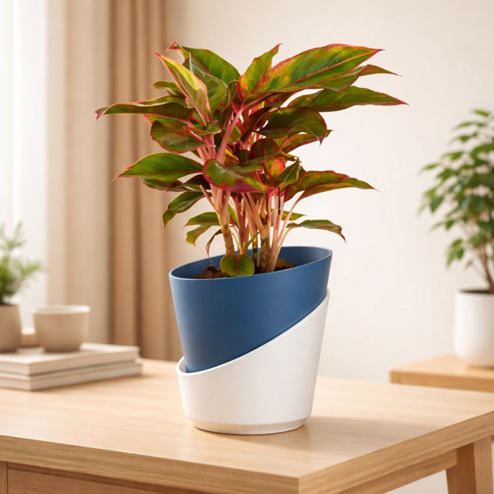 Aglaonema Hybrid Lipstick – Vibrant Low Maintenance Indoor Plant Plantmitra