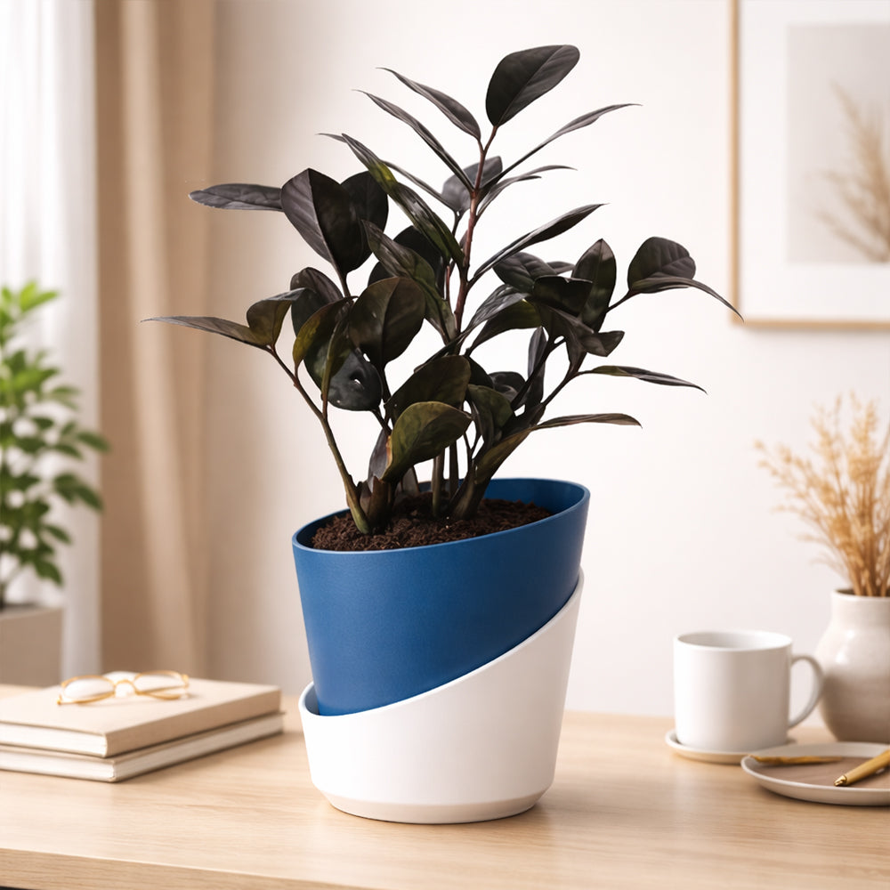 Zamioculcas Zamiifolia ‘Raven’ – Striking Black ZZ Plant for Modern Indoor Spaces Plantmitra