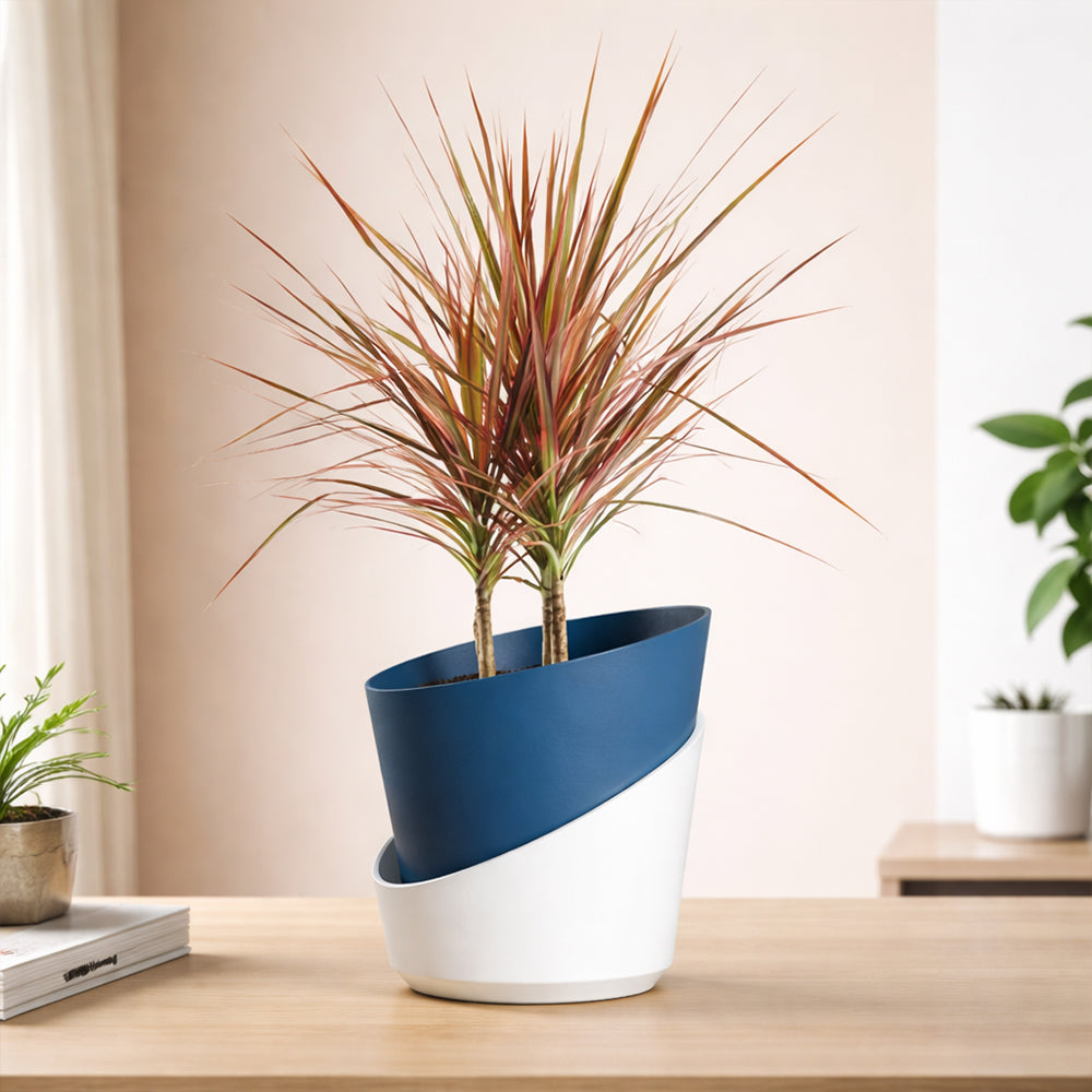 Dracaena Tricolor – Semi Indoor Low Maintenance Air Purifying Plant Plantmitra