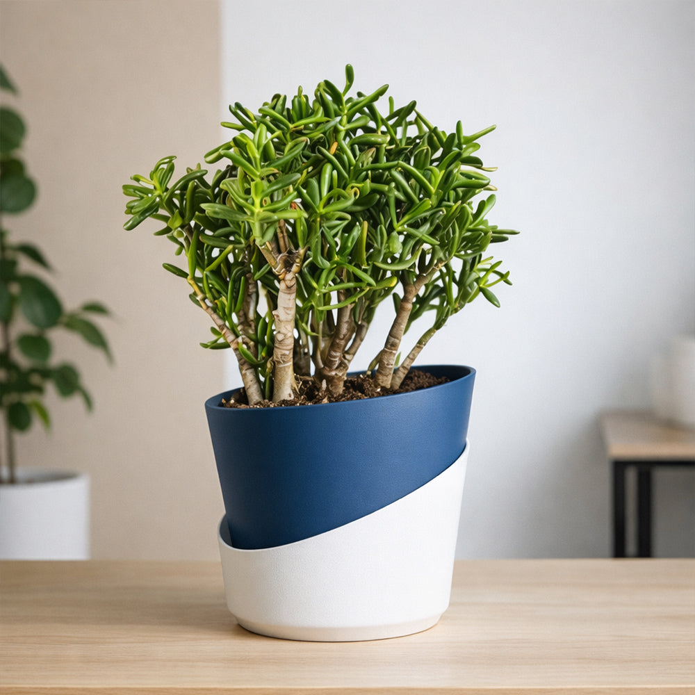 Jade Plant – Low Maintenance Indoor Succulent Air Purifying Plant Plantmitra