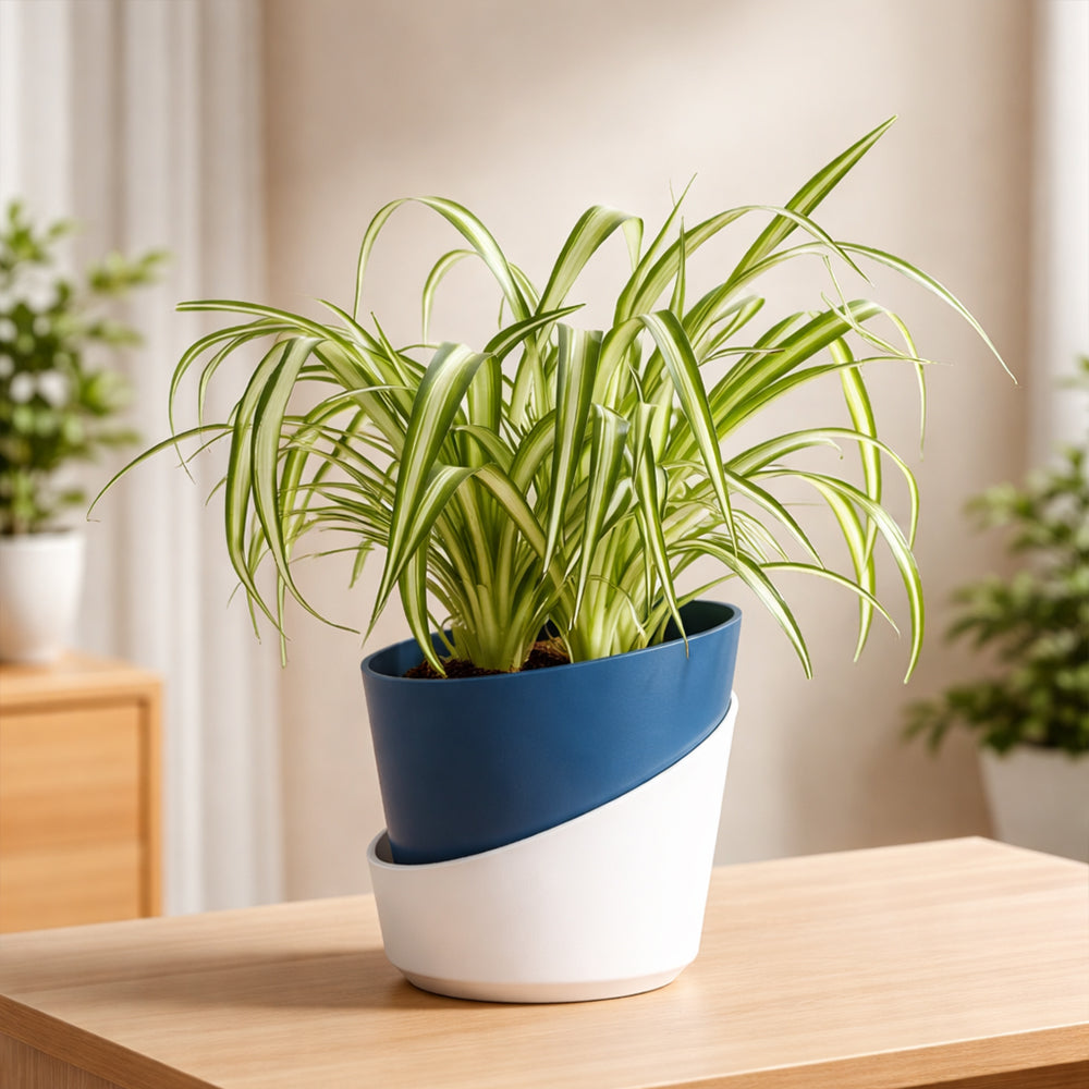 Spider Plant – Easy Care Indoor Air Purifying Plant Plantmitra