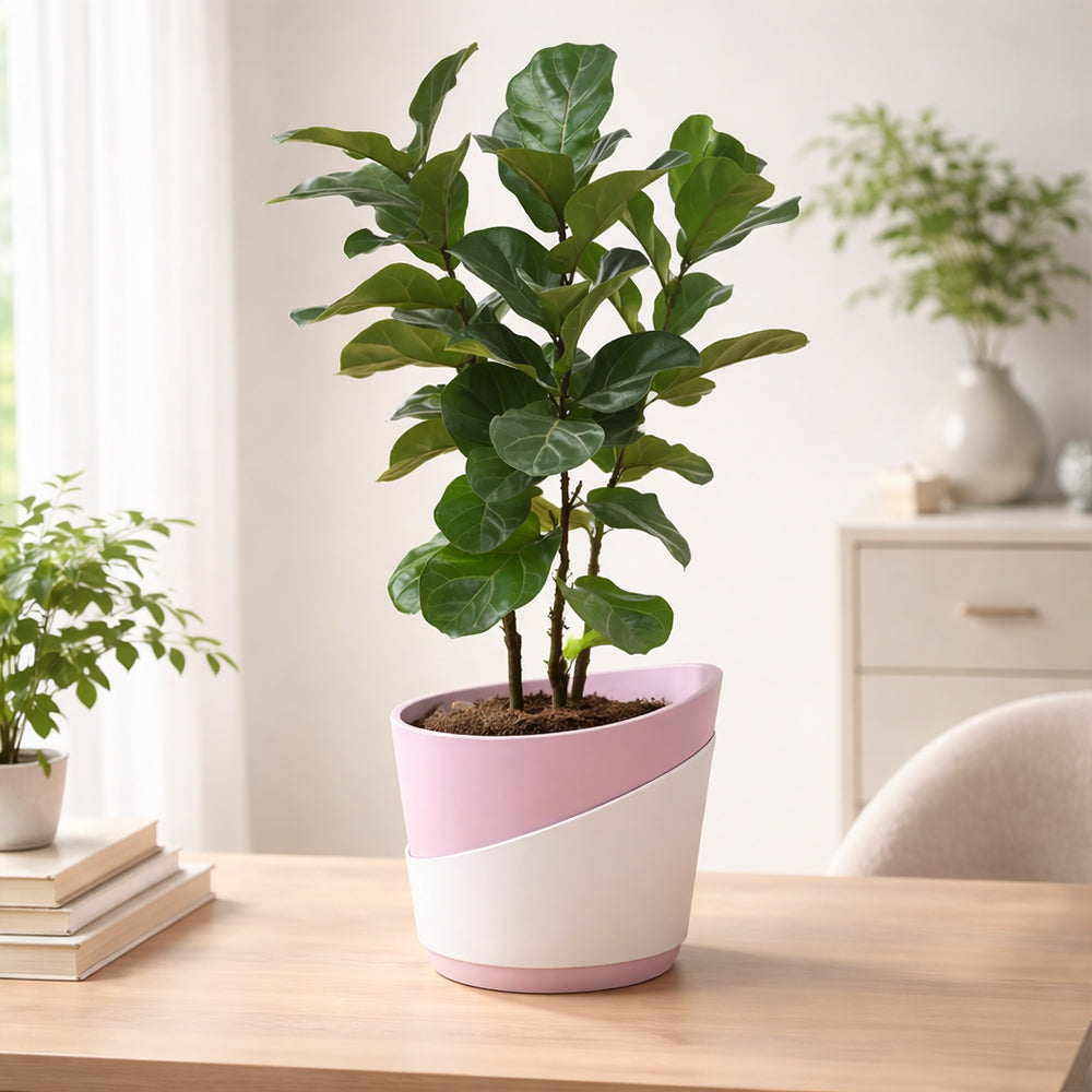 Ficus Lyrata – Premium Indoor Decorative Air Purifying Plant Plantmitra