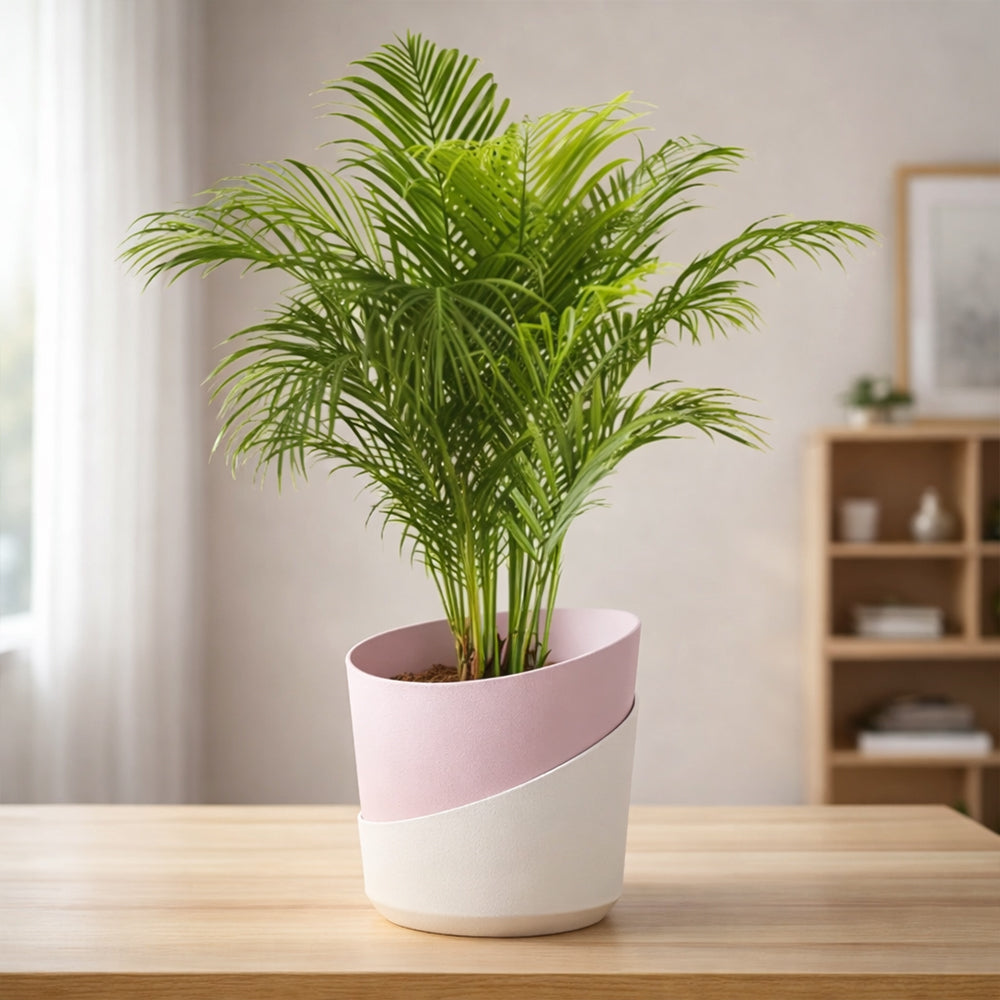 Areca Palm – Elegant Indoor Air Purifying Plant Plantmitra