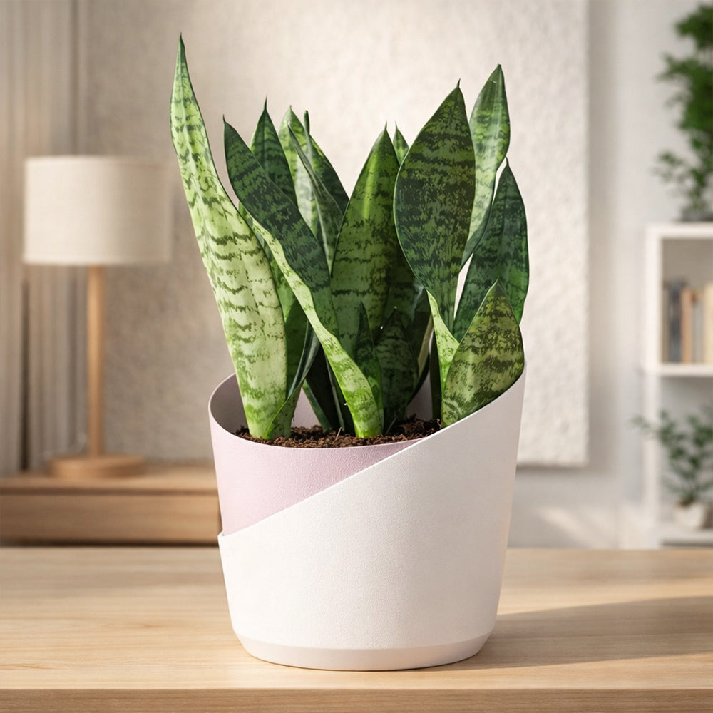 Sansevieria ‘Zeylanica’ – Hardy Indoor Air Purifying Low Maintenance Plant Plantmitra