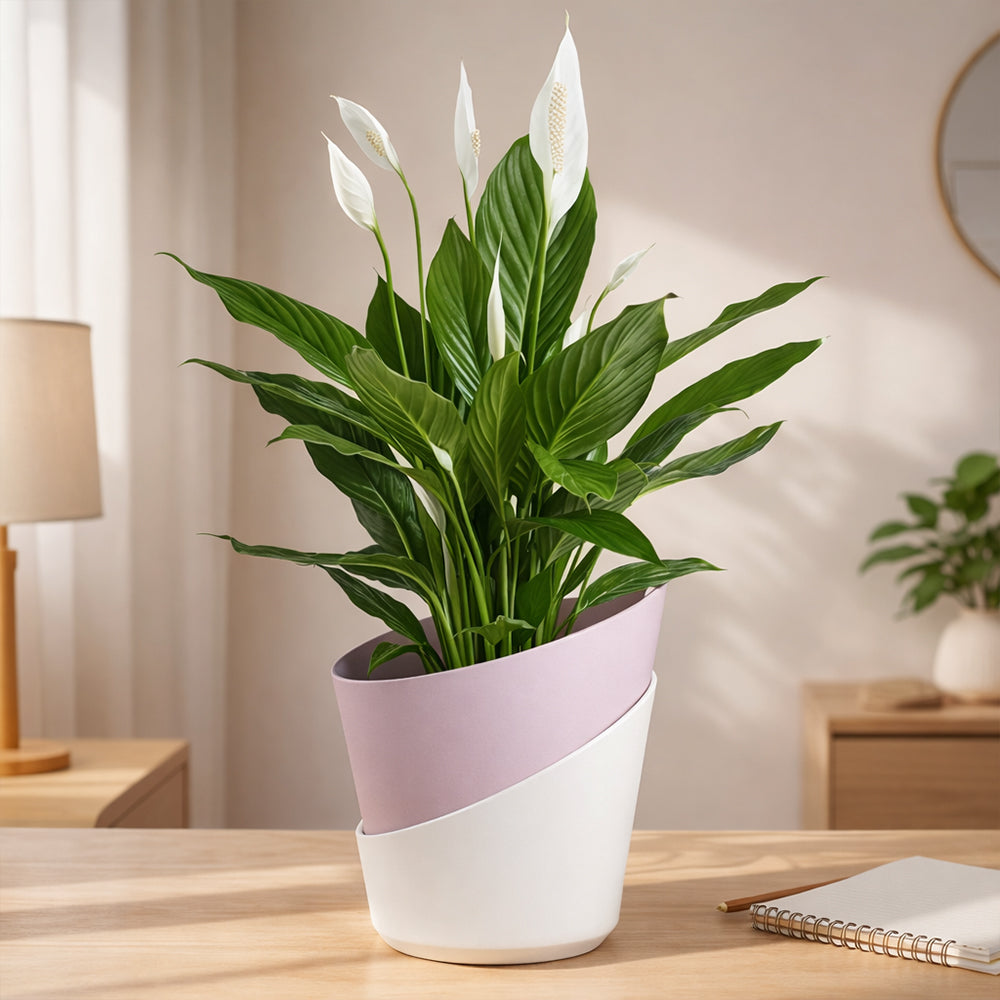 Peace Lily – Elegant Indoor Air Purifying Flowering Plant Plantmitra