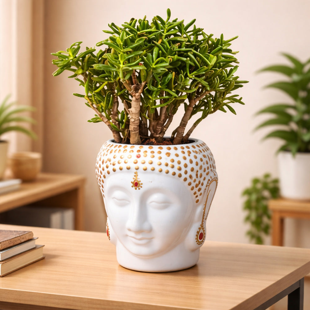 Jade Plant – Low Maintenance Indoor Succulent Air Purifying Plant Plantmitra