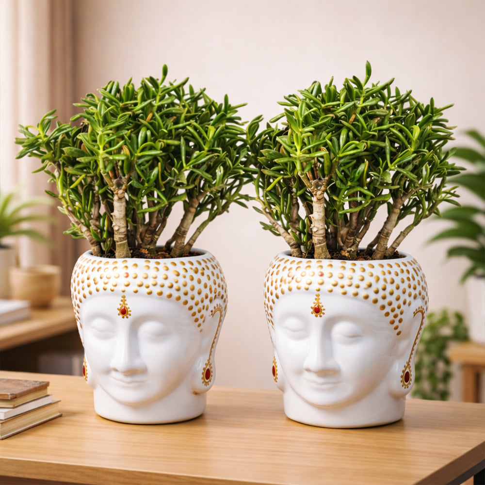 Jade Plant – Low Maintenance Indoor Succulent Air Purifying Plant Plantmitra