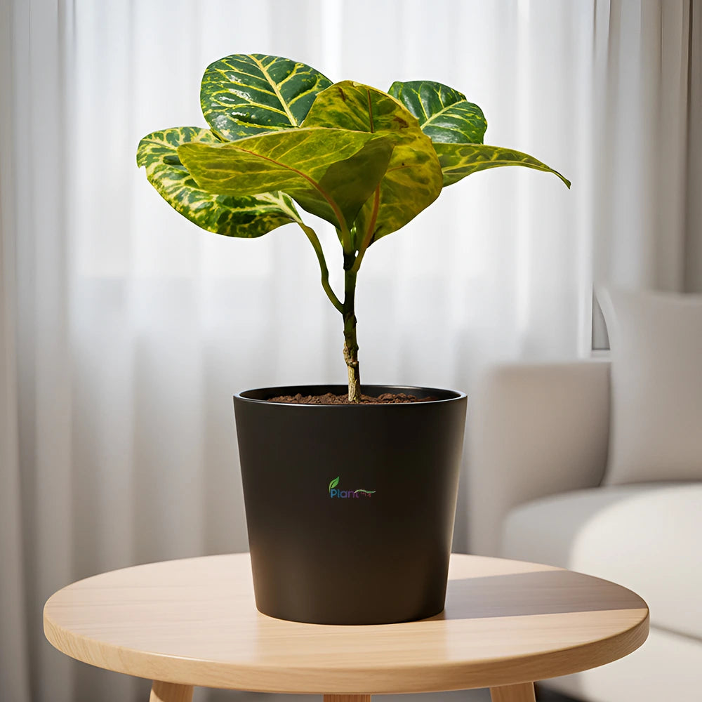 Croton – Vibrant Semi Indoor Decorative Air Purifying Plant