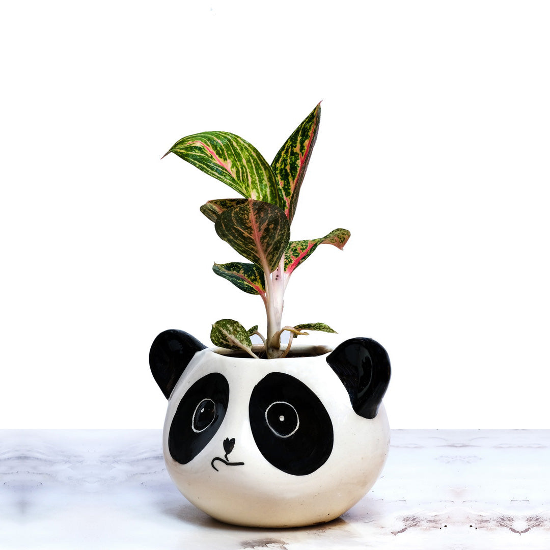 Aglaonema Peacock – Indoor Low Maintenance Air Purifying Plant