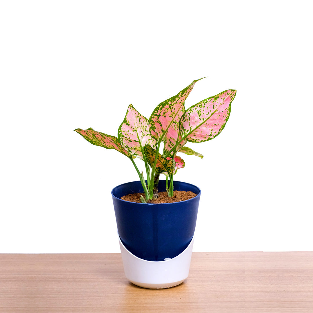 Aglaonema Anjamanee Red – Indoor Low Maintenance Air Purifying Plant
