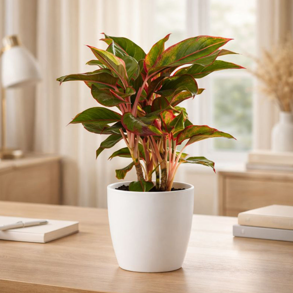 Aglaonema Hybrid Lipstick – Vibrant Low Maintenance Indoor Plant Plantmitra