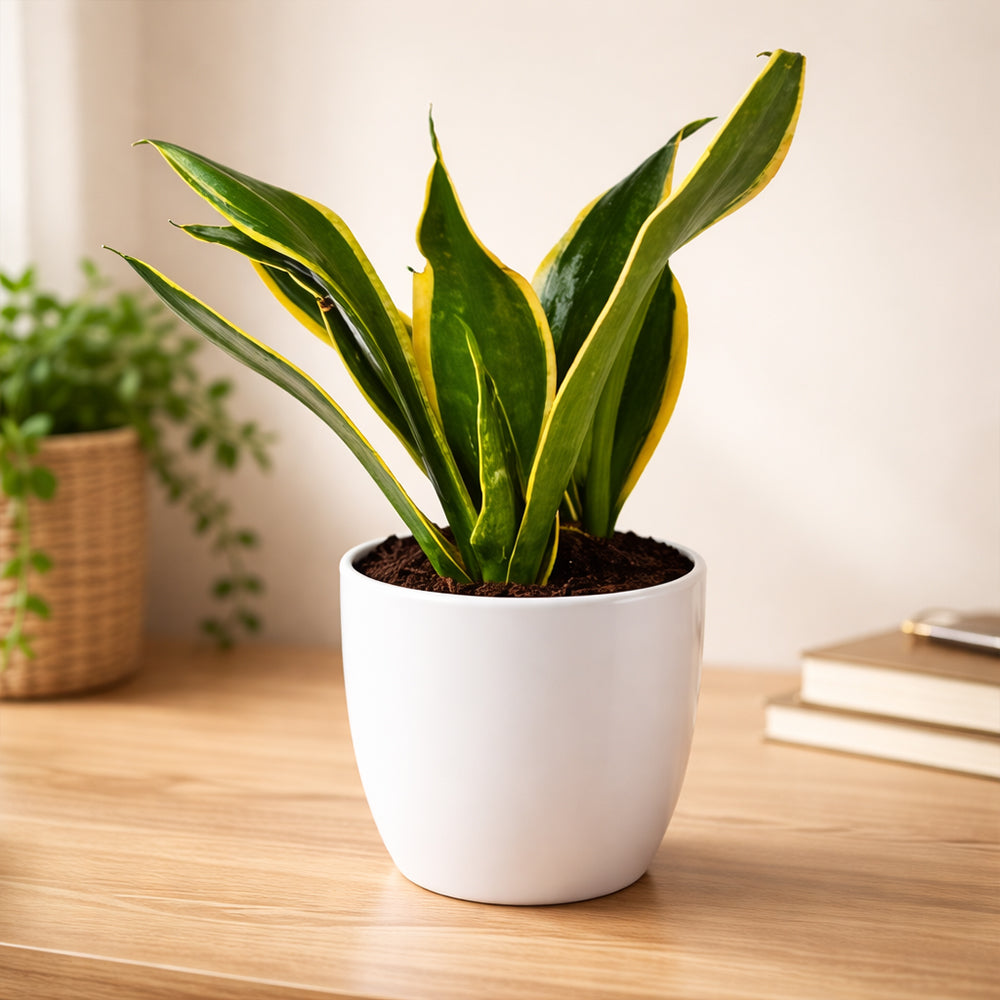 Sansevieria ‘Black Gold’ – Stylish Indoor Air Purifying Low Maintenance Plant Plantmitra